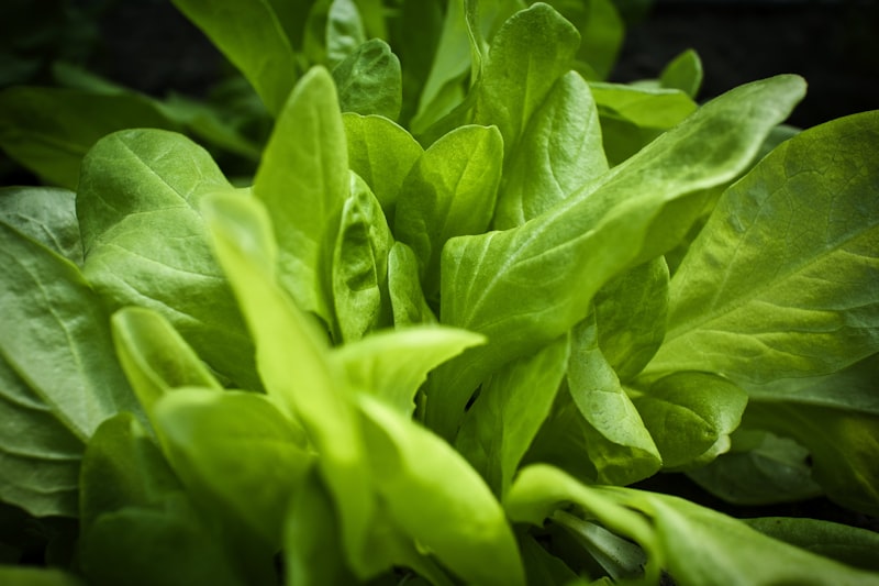 Insalata di Campo con Erbe Spontanee e Vinaigrette al Miele